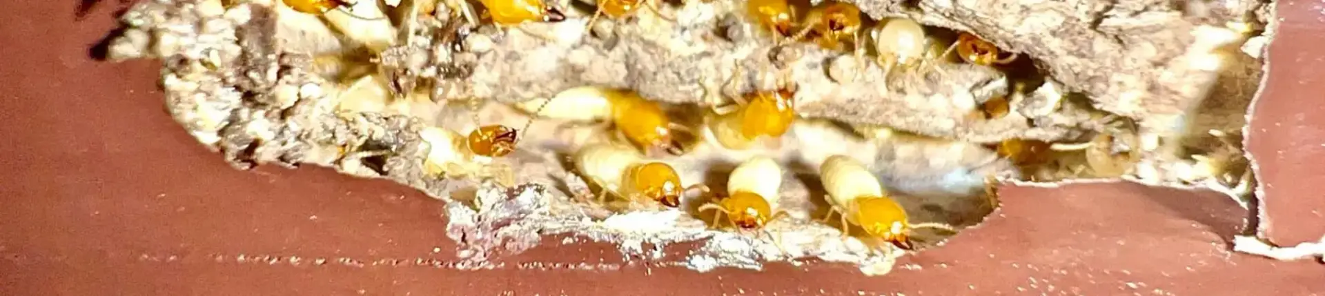 บริการกำจัดปลว กำจัดปลวก